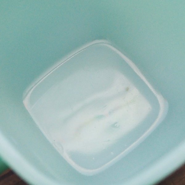 画像8: リプトンスープマグ グリーン (8)