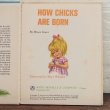 画像4: How chicks are born (4)